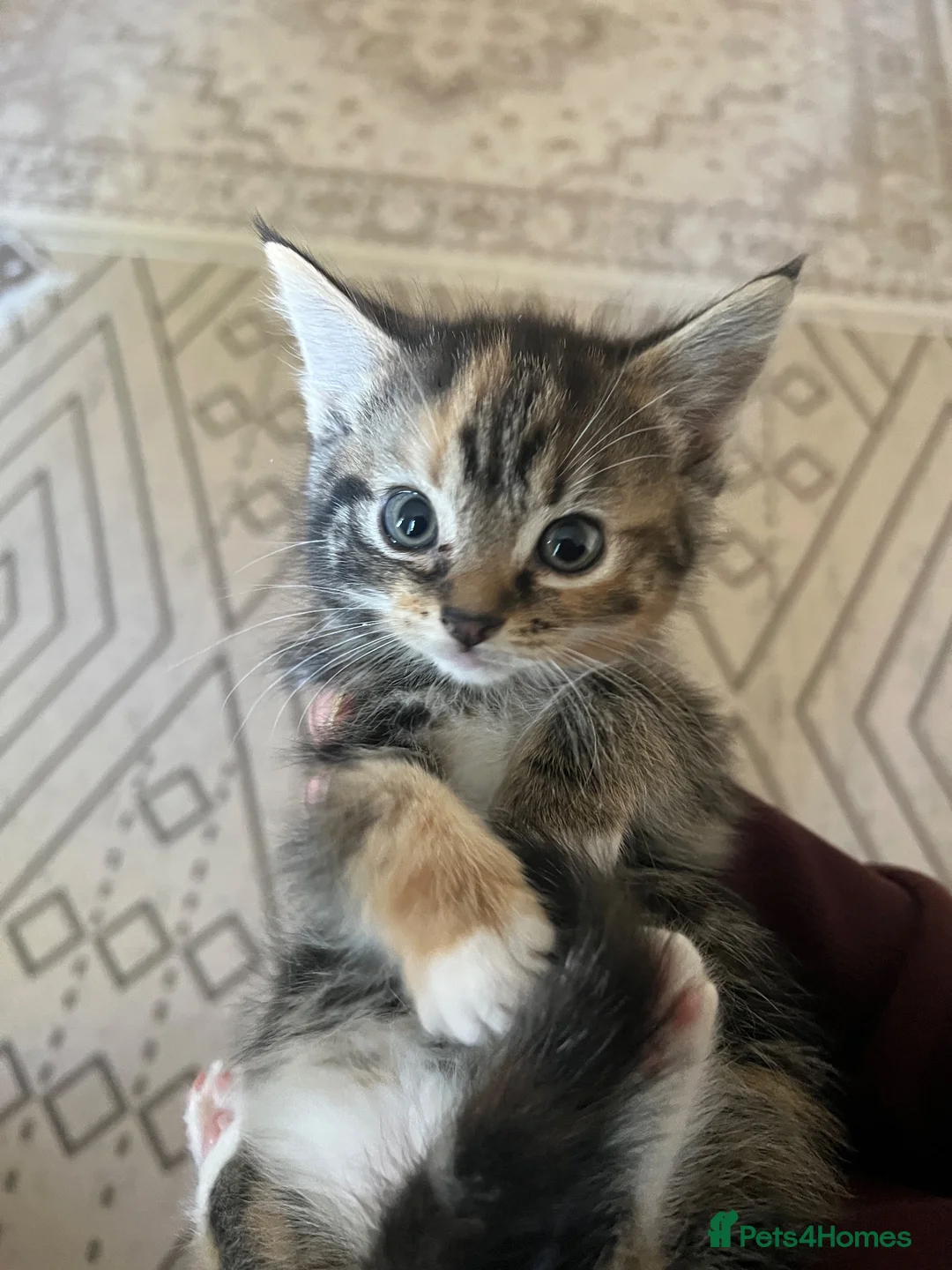 Mixed Breed cats for sale: 5 FRIENDLY KITTENS £30 EACH - Advert 1