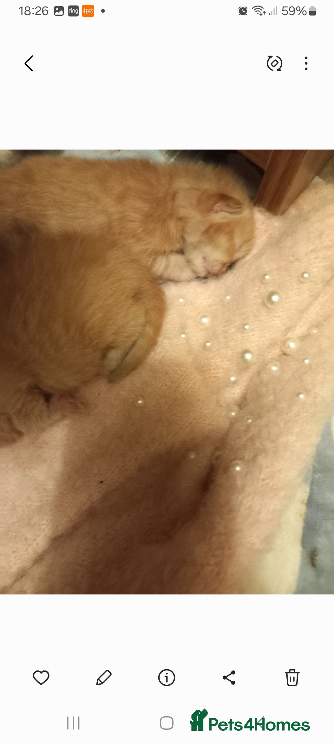 Mixed Breed cats for sale: Beautiful ginger kittens, I have both parents - Image 4