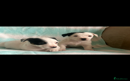 Jack Russell dogs for sale: Miniature Jack Russell - Image 4