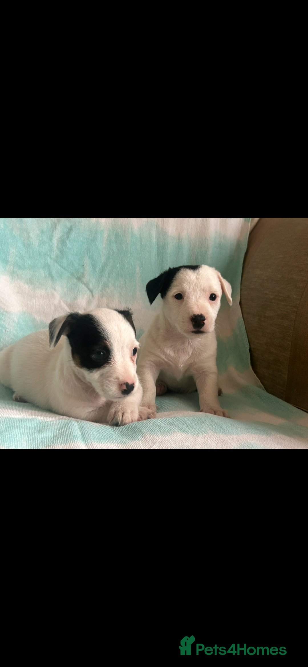 Jack Russell dogs for sale: Miniature Jack Russell - Image 4