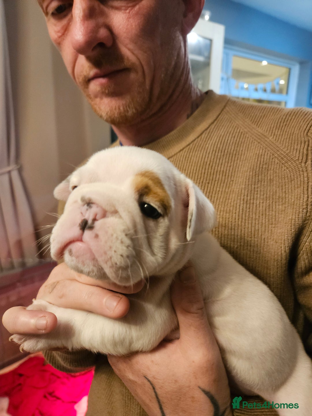 English Bulldog dogs for sale: English bulldogs - Advert 13