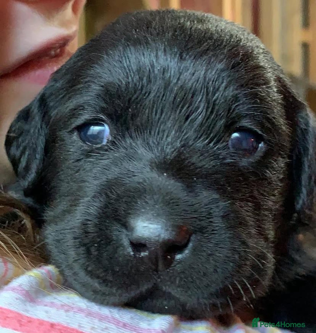 Labrador Retriever dogs for sale: Chunky black yellow lab pups - Image 9