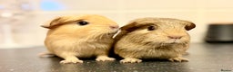 Guinea Pig rodents for sale: Single adult male and 2 female babies  - Advert 15