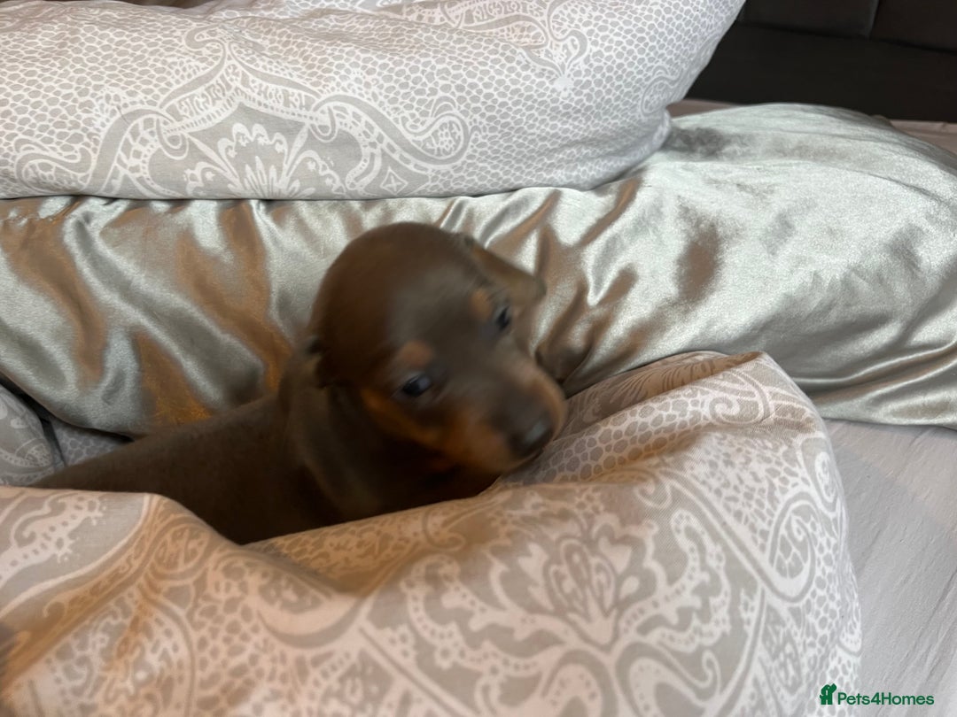 Dachshund dogs for sale: Stunning Dachshunds Viewing from 12 December  - Advert 18