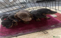 Dachshund dogs for sale: Dachshund puppy’s for sale  - Image 3