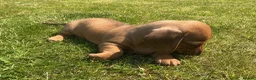 Miniature Dachshund dogs for sale: KC REG Miniature dachshunds. Council licensed in Airdrie - Advert 15