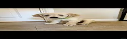 Golden Retriever dogs for sale: 2 gorgeous male puppies - Advert 5