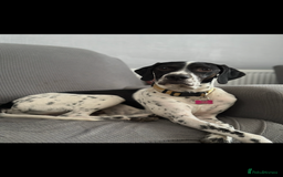 Mixed Breed dogs for sale: German shorthair pointer/wirehairpointer - Image 36