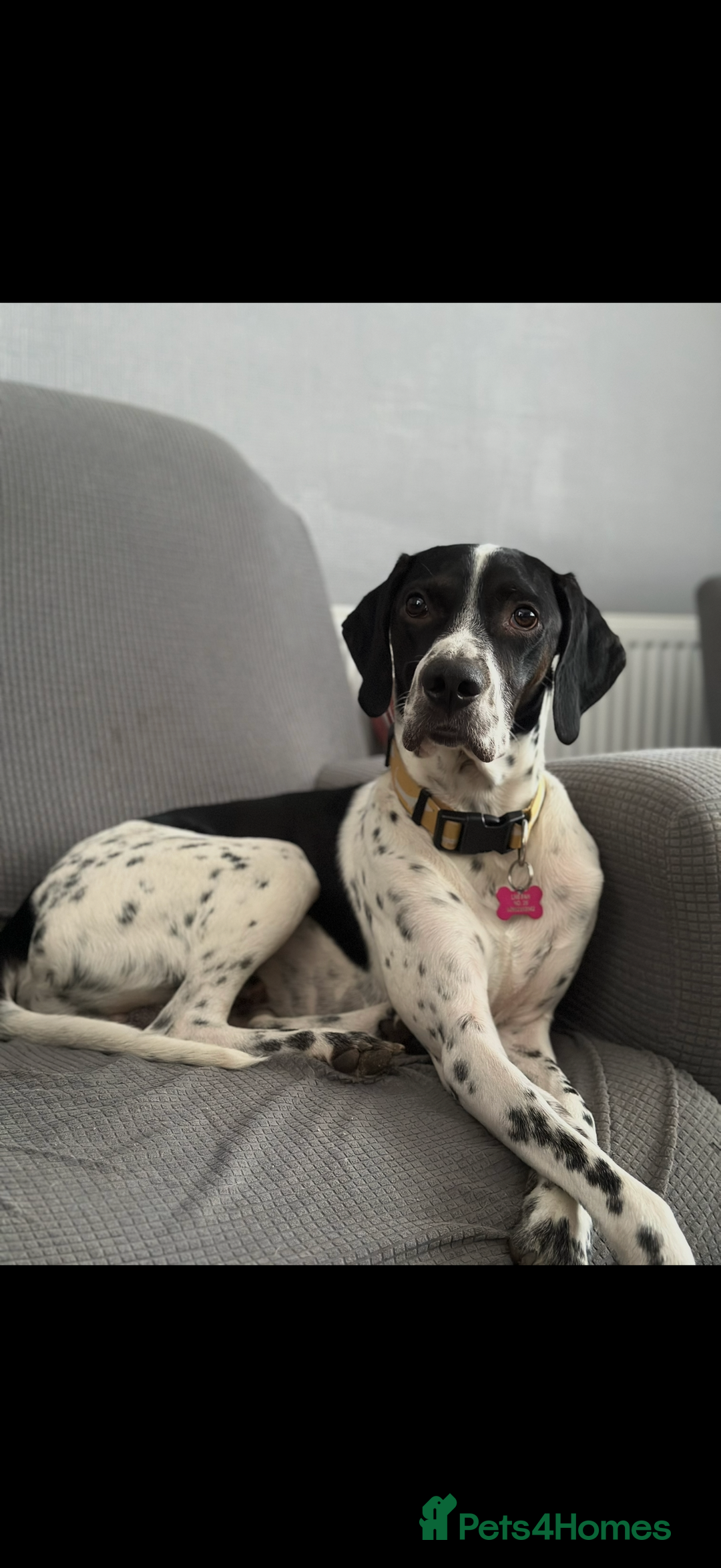 Mixed Breed dogs for sale: German shorthair pointer/wirehairpointer - Image 36