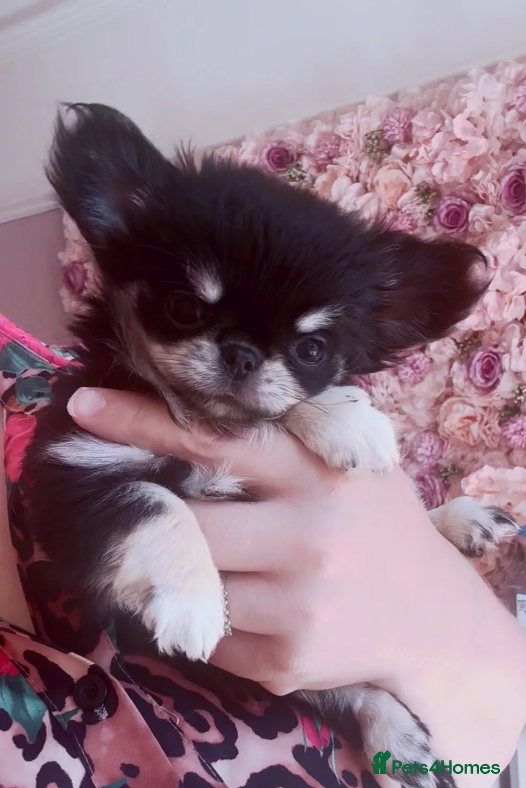 Chihuahua dogs for sale: STUNNING KC GIRL FROM HEALTH TESTED PARENTS  - Advert 11