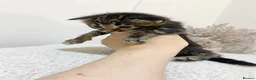 Mixed Breed cats for sale: MAINECOON X BENGAL KITTENS  in Airdrie - Advert 12