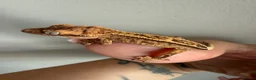 Gecko reptiles for sale: Baby crested gecko’s  - Advert 13