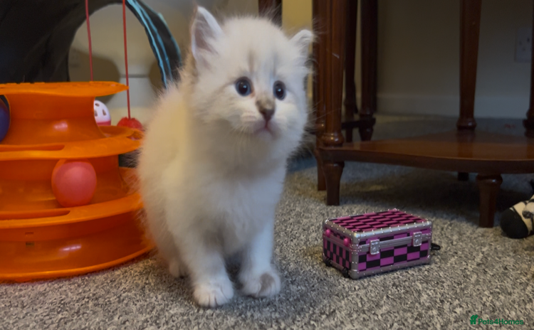 Siberian cats - Advert 14