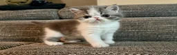 Exotic cats for sale: Outstanding Exotic Shorthair Kittens - Advert 13
