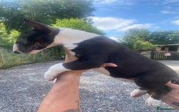 Bull Terrier dogs for sale: English bull terrier puppies  - Image 3