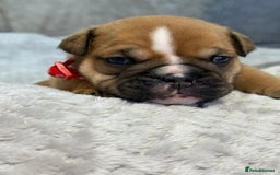 English Bulldog dogs for sale: English Bulldog puppies for sale KC registered  - Image 28