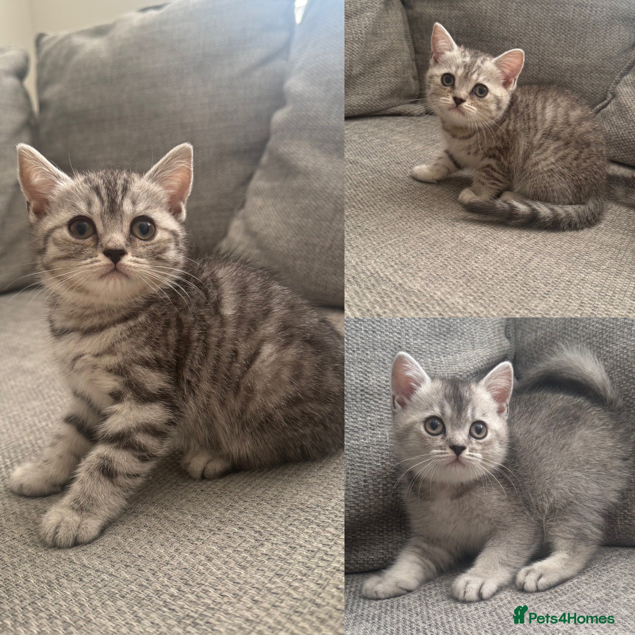 British Shorthair cats Only Three left - GCCF BSH registered Kittens  - Advert 22