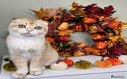 Scottish Fold cats for sale: READY NOW-TICA-SCOTTISH FOLD GIRL  - Image 29