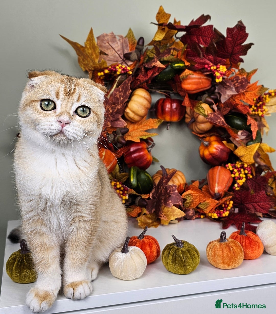 Scottish Fold cats for sale: READY NOW-TICA-SCOTTISH FOLD GIRL  - Image 29