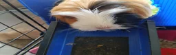 Guinea Pig rodents for sale: 3 bonded piggies - Advert 8