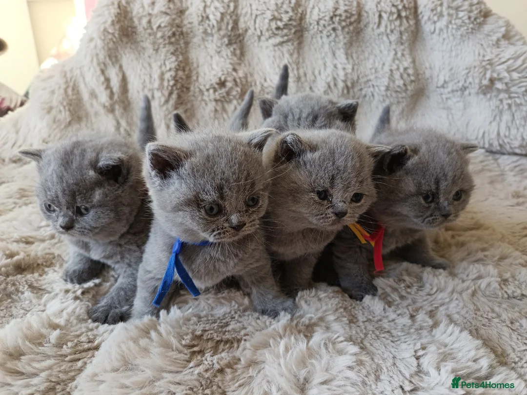 British Shorthair cats for sale: Gccf registered blue BSH kittens - Advert 2