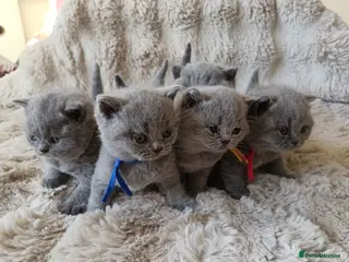 British Shorthair cats Gccf registered blue BSH kittens - Advert 11