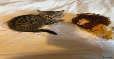 Scottish Fold cats - Advert 9