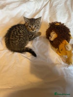 Scottish Fold cats - Advert 9