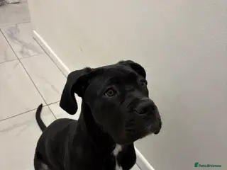 Cane Corso dogs 5 MONTH OLD CANE CORSO in St Albans - Advert 14