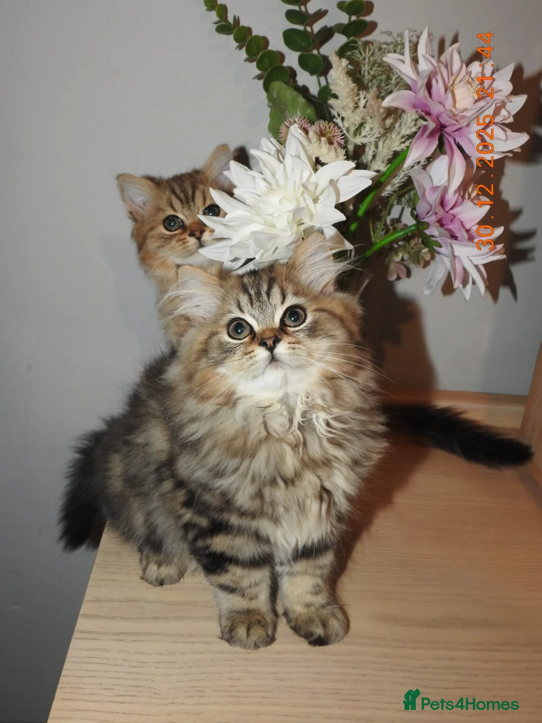 Mixed Breed cats for sale: 3 Persian & British Long hair kitten - Advert 5