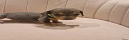 Miniature Dachshund dogs for sale: Adorable tiny miniature daxies available  - Advert 6