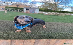Dachshund dogs for stud: Standard Wire-haired Dachshund for stud - Image 6