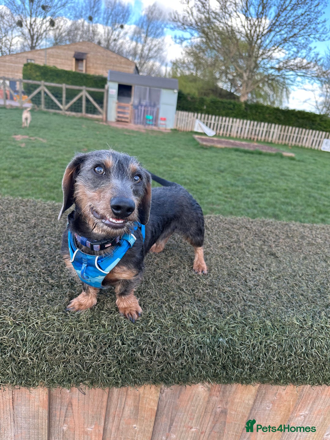 Dachshund dogs for stud: Standard Wire-haired Dachshund for stud - Image 6