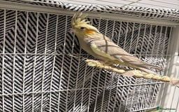 Cockatiels birds for sale: Cockatiel free  - Image 2