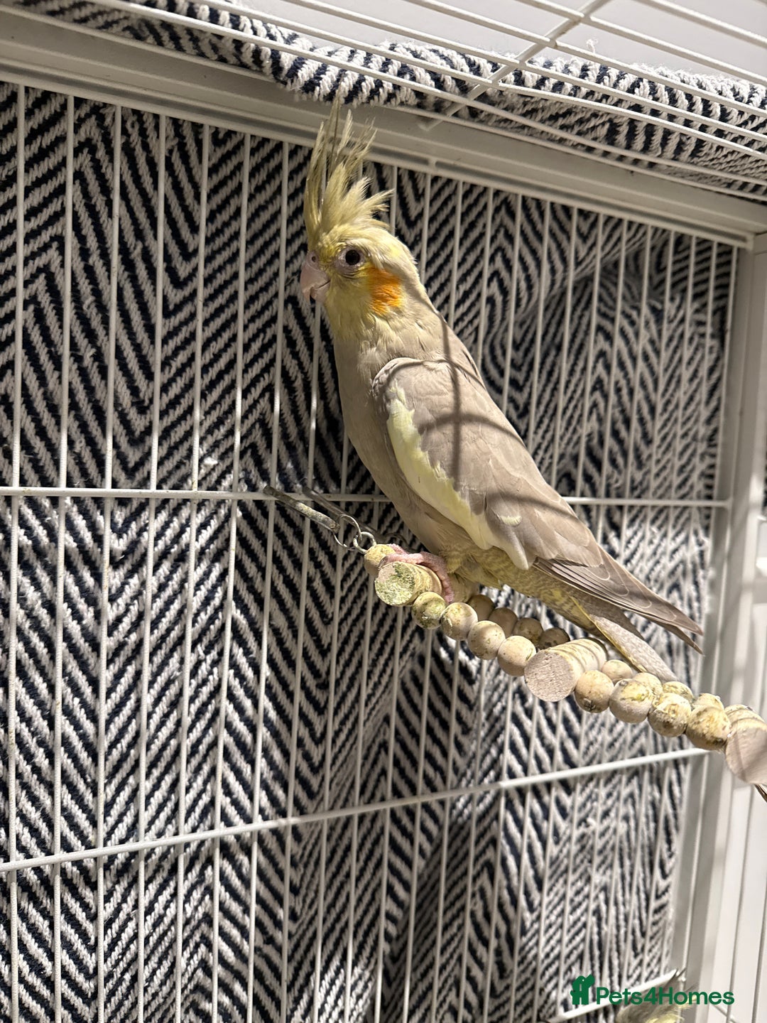 Cockatiels birds for sale: Cockatiel free  - Image 2