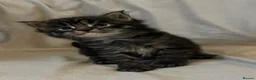 Maine Coon cats for sale: Beautiful and healthy litter of Maine coon kittens - Advert 6