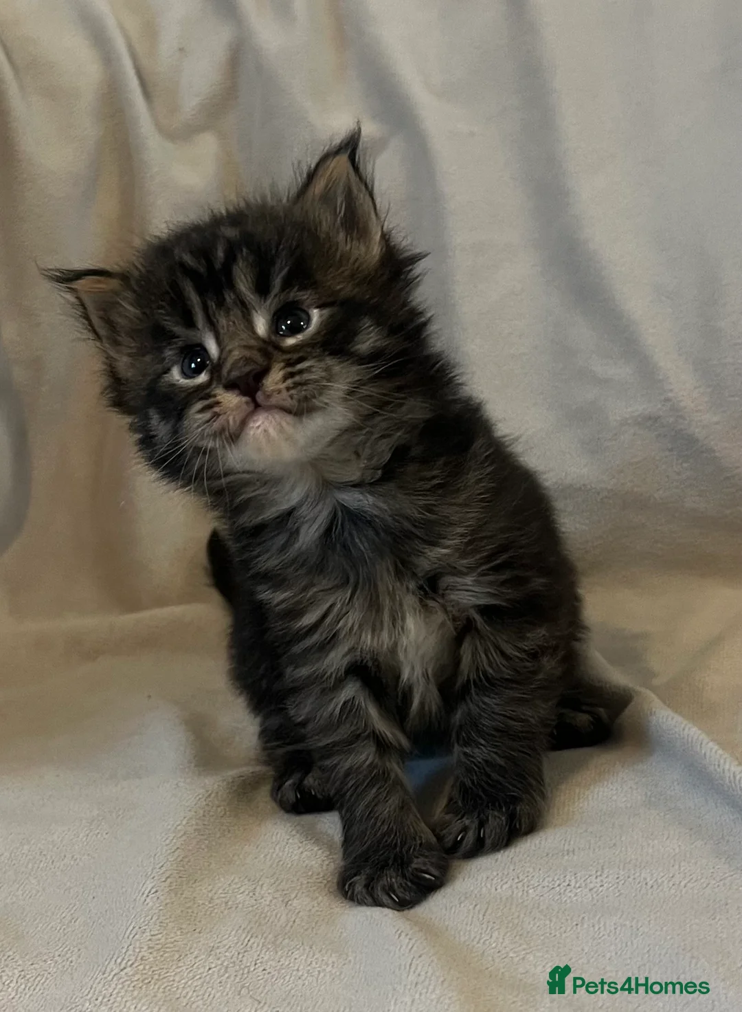 Maine Coon cats for sale: Beautiful and healthy litter of Maine coon kittens - Advert 6