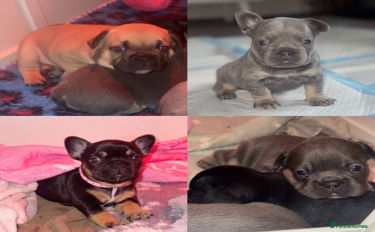 French Bulldog dogs - Advert 10