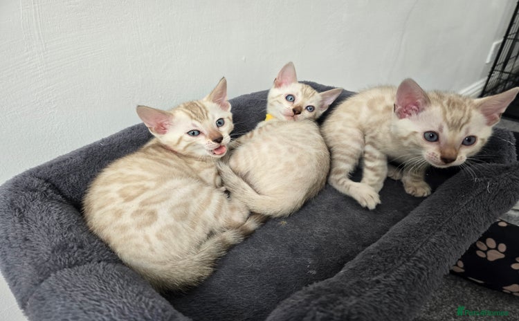 Bengal cats - Advert 1