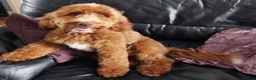Cockapoo dogs for stud: F1 DNA Tested Cockapoo for STUD  - Advert 5