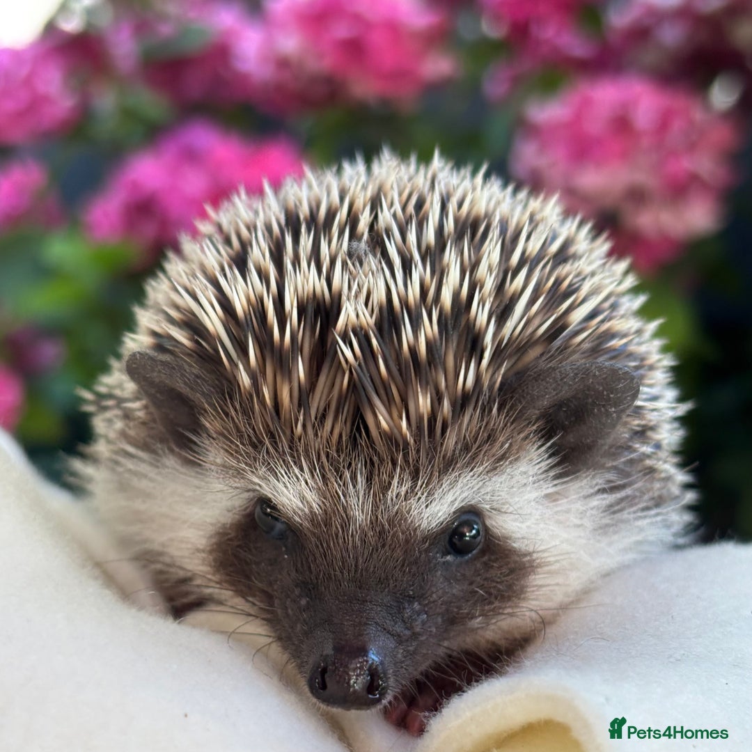 Pygmy Hedgehog rodents for sale: Pedigree African Pygmy Hedgehog 04.05.25 in Eastleigh - Image 16