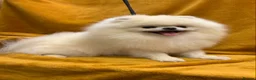 Pomeranian dogs for stud: Optic White/cream  true to type boy for stud only in Lanark - Advert 8
