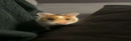Hamster rodents for sale: Syrian Hamster  in Oldham - Advert 5