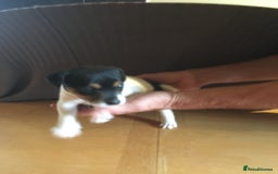 Parson Russell dogs for sale: 1st Amazing Litter - Image 15