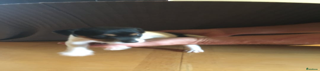 Parson Russell Puppy 5