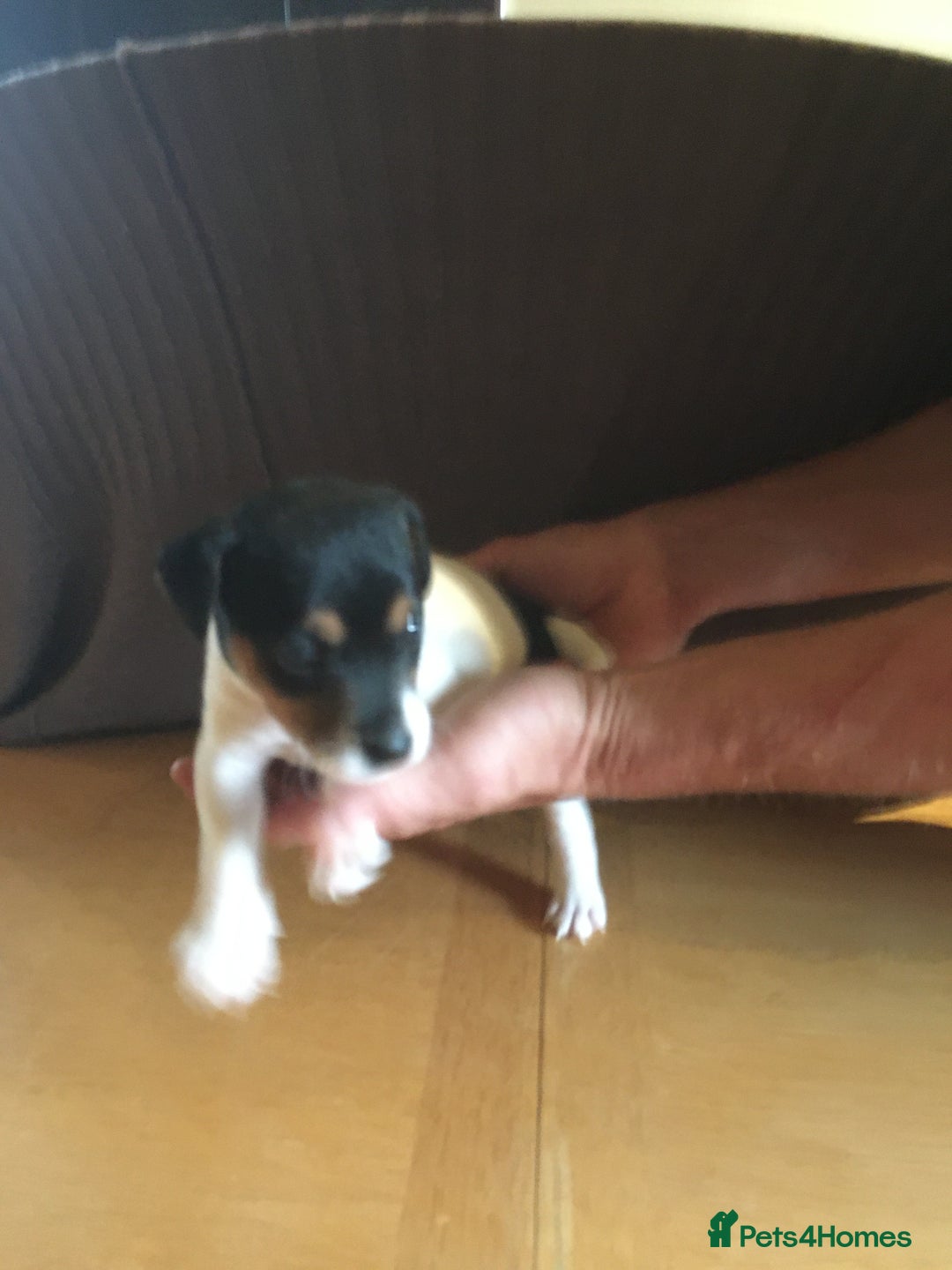 Parson Russell dogs for sale: 1st Amazing Litter - Image 15