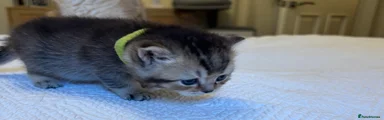 British Shorthair Kitten 4