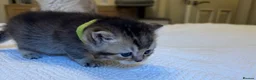 British Shorthair cats for sale: Pedigree British Shorthair  - Advert 4