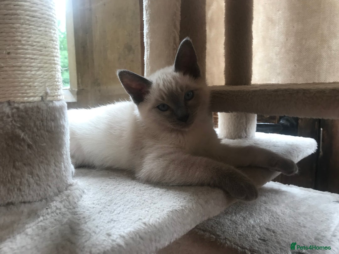 Tonkinese cats for sale: Superb Tonkdoll Kittens - Image 7