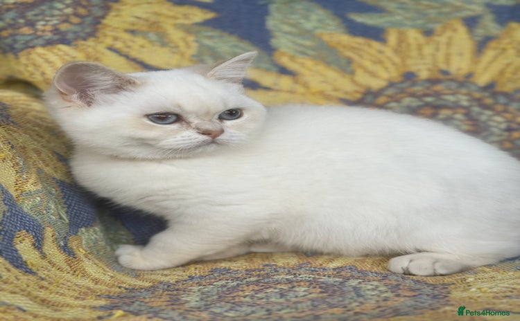 British Shorthair cats - Advert 1
